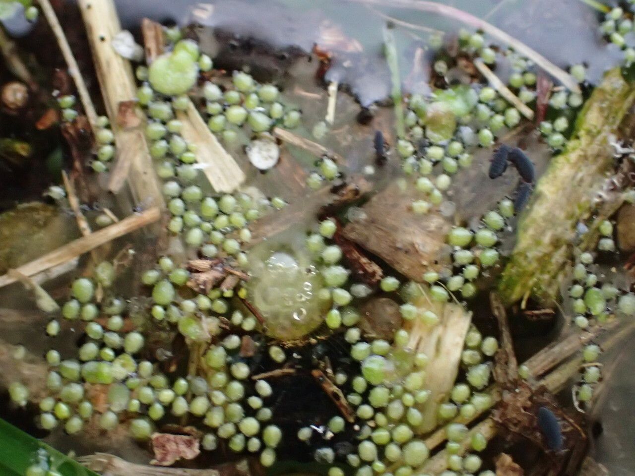 Wolffia arrhiza habit