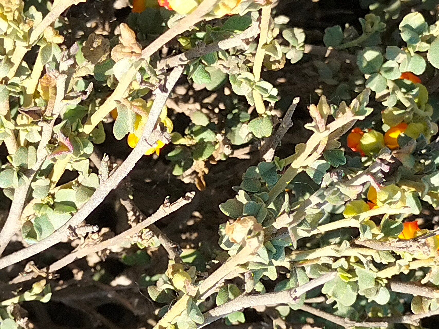 Hermannia cuneifolia habit