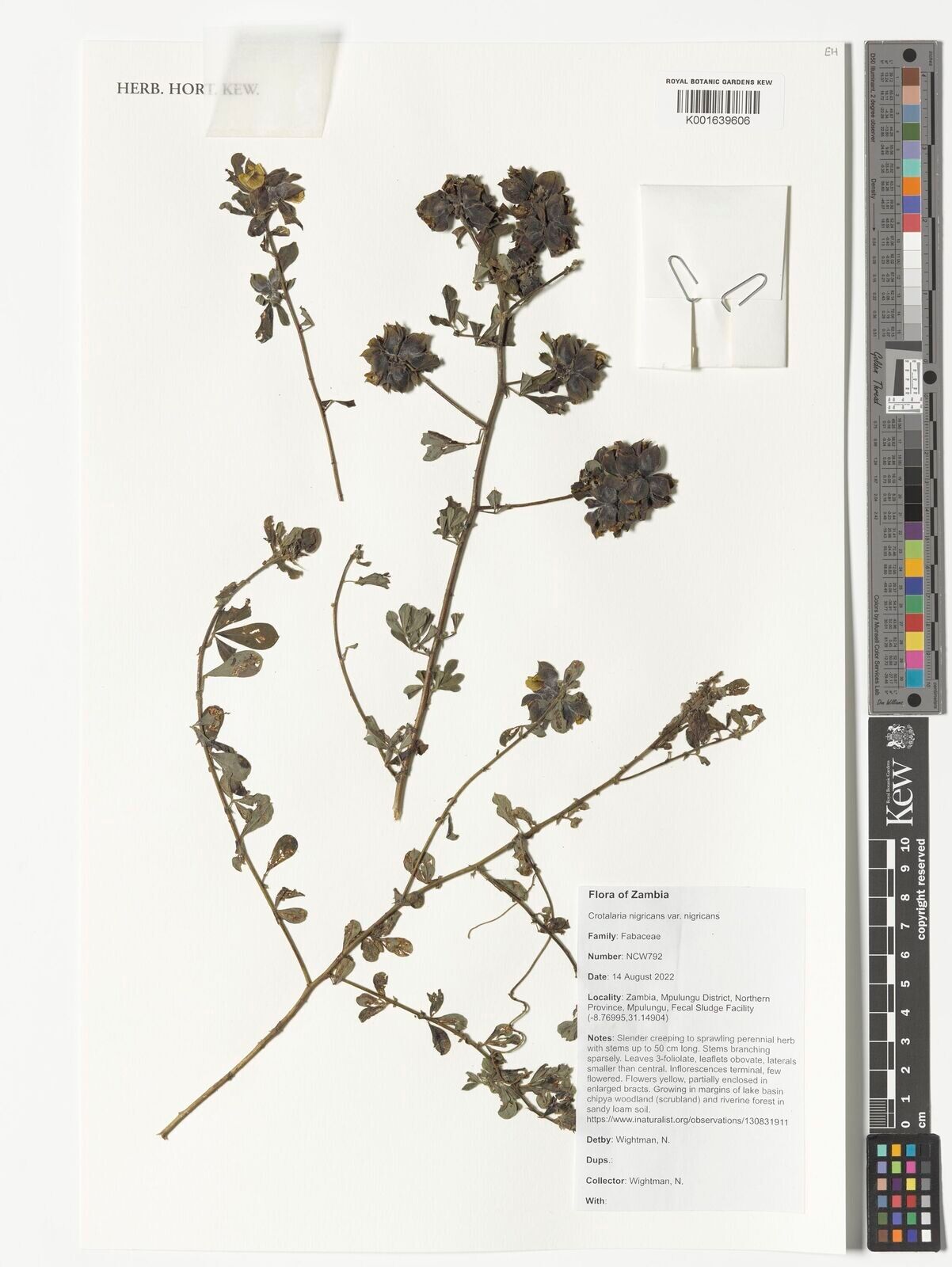 Crotalaria nigricans — houseplant care guide