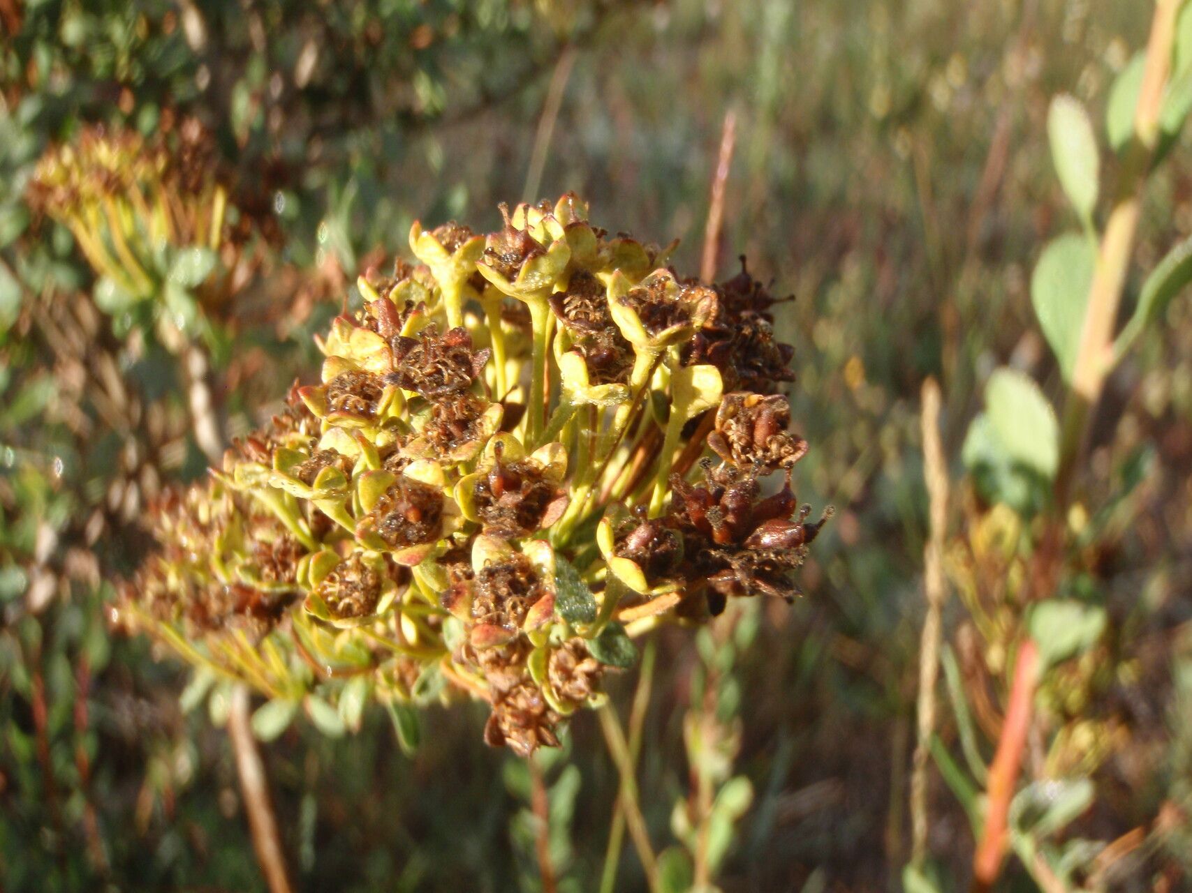 Spiraea hypericifolia fruit