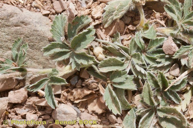 Potentilla maura habit