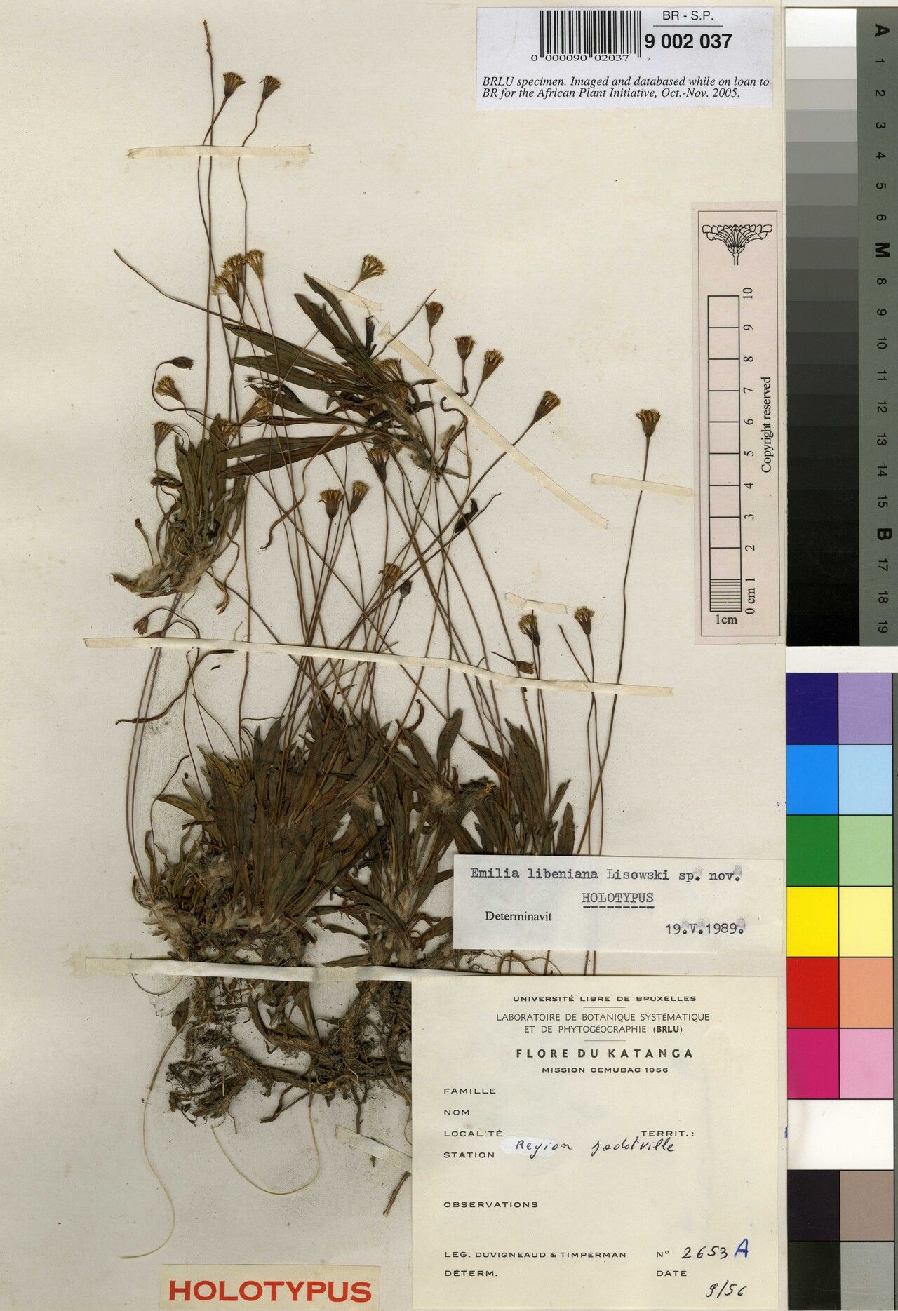 Emilia libeniana — search result for 'Emilia'