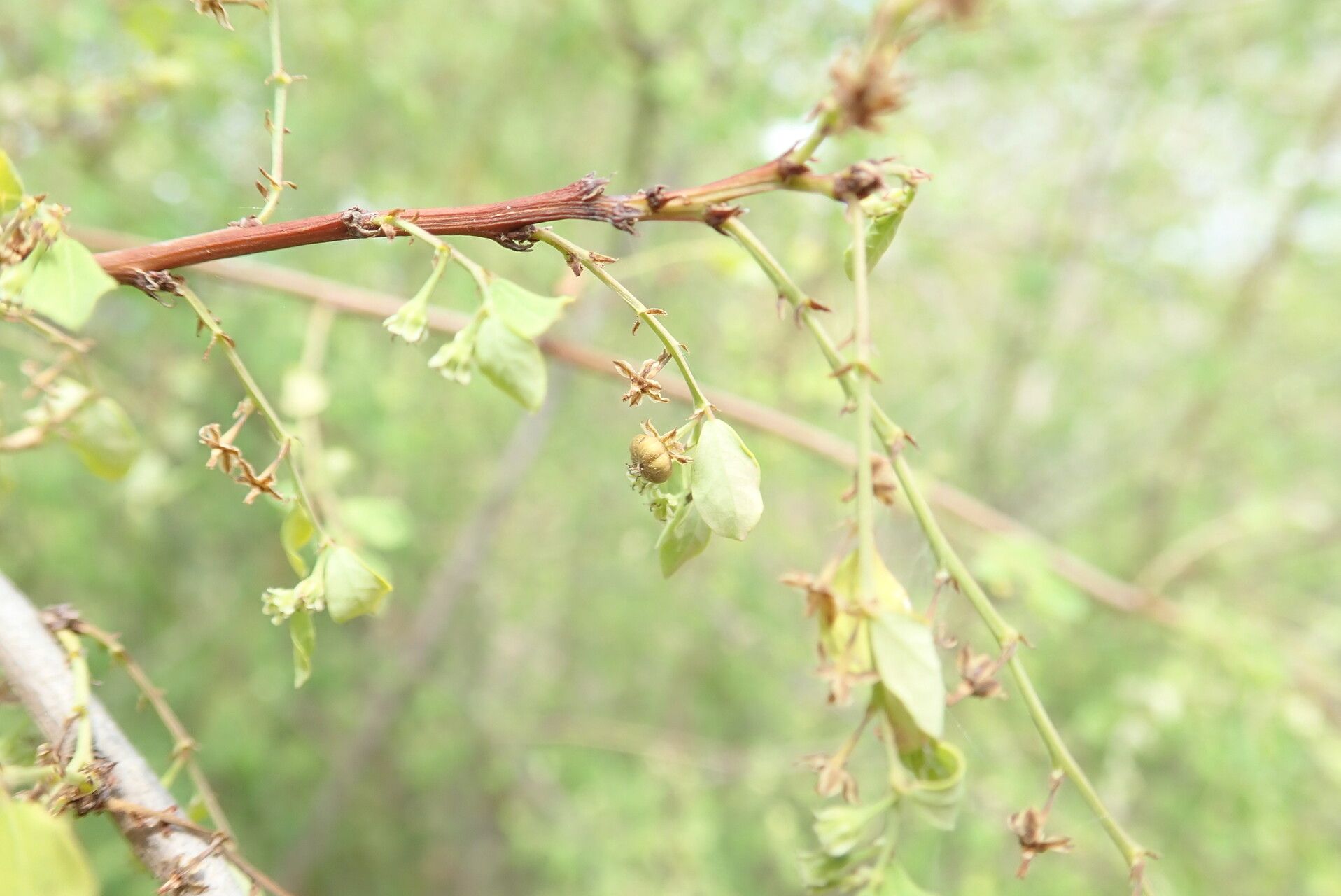 Phyllanthus ovalifolius — houseplant care guide