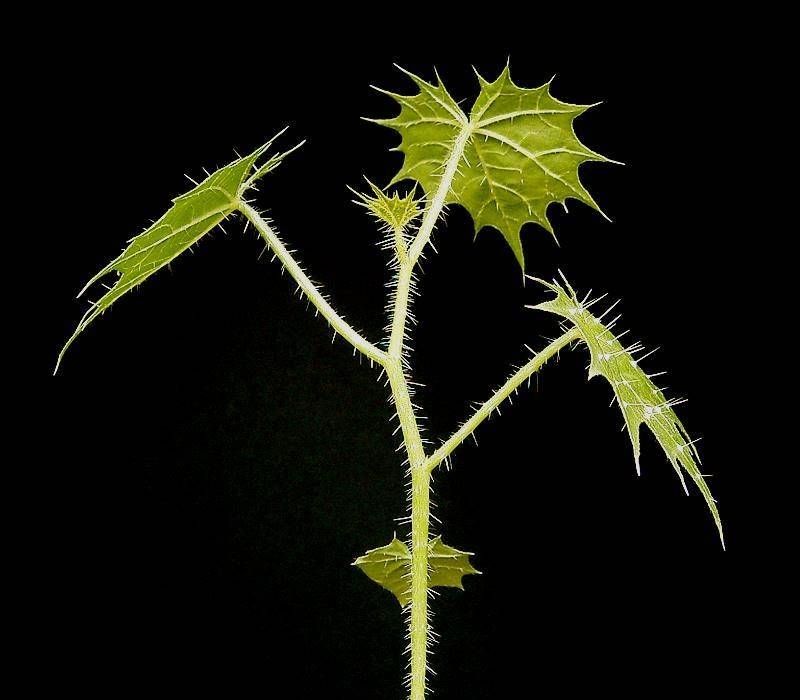 Cnidoscolus angustidens habit