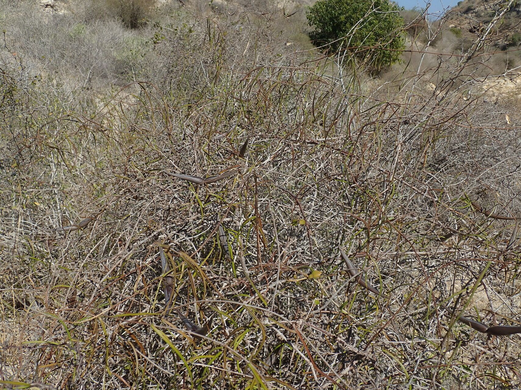 Secamone geayi habit