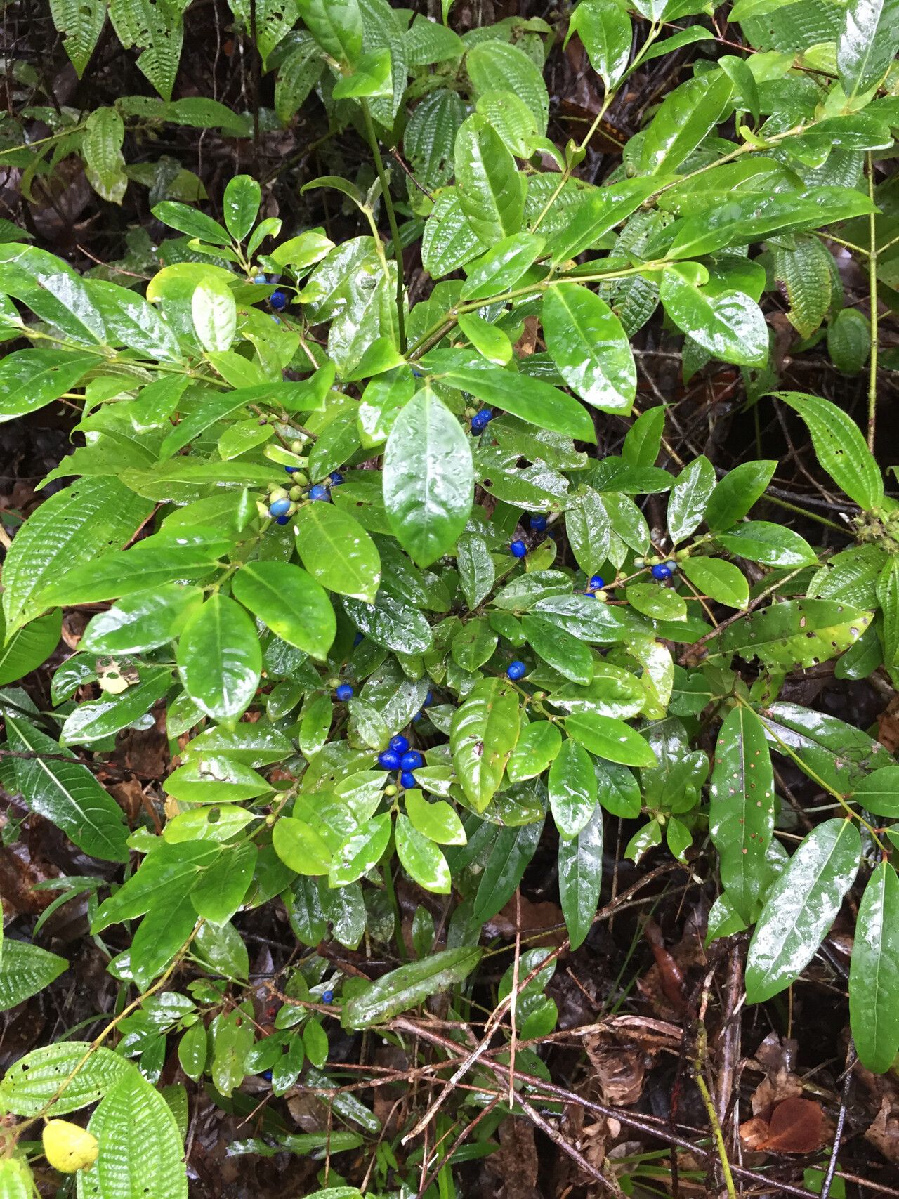 Saldinia axillaris habit