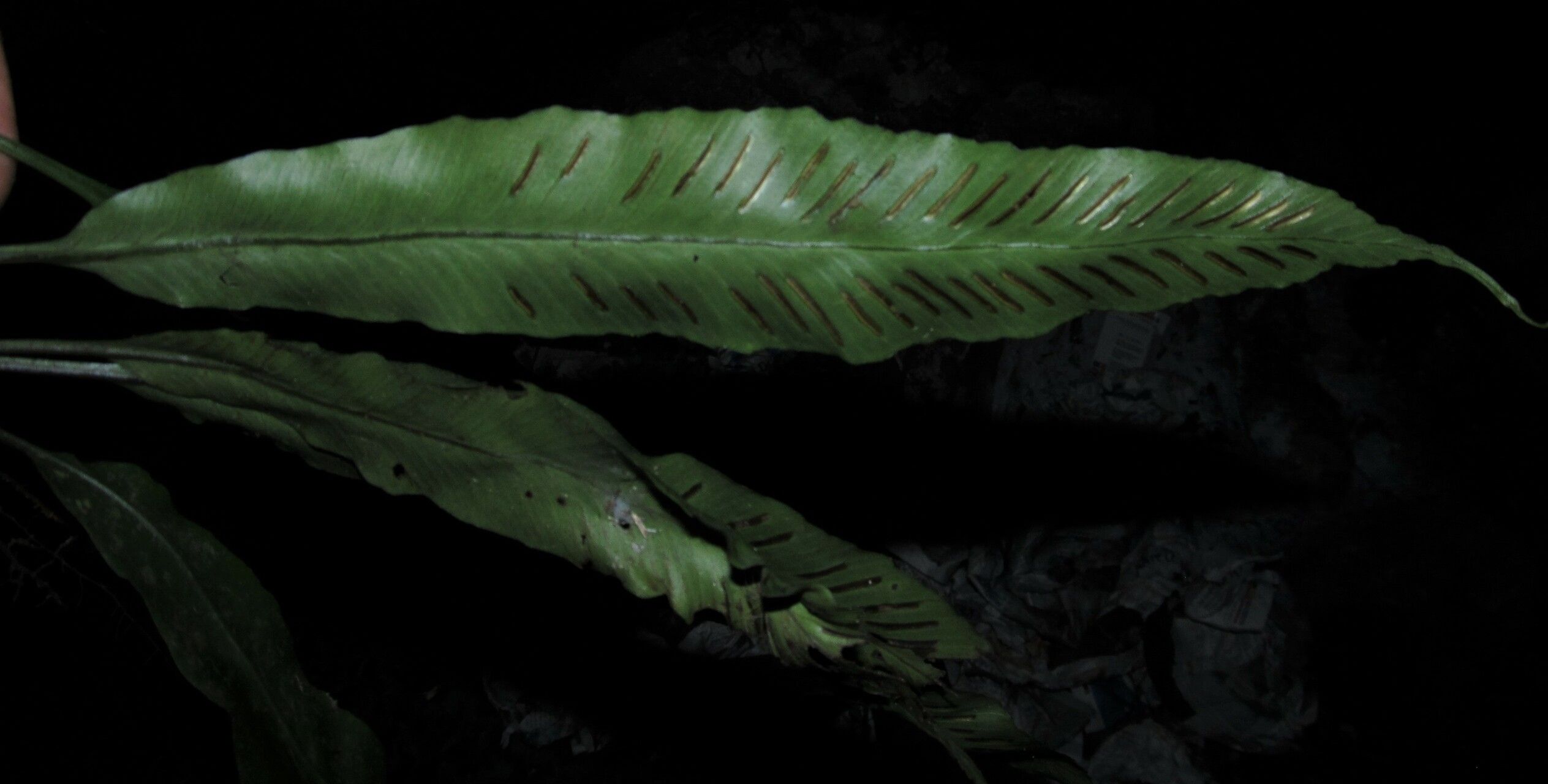 Asplenium variabile fruit