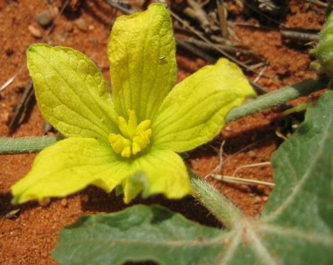 Cucumis africanus flower