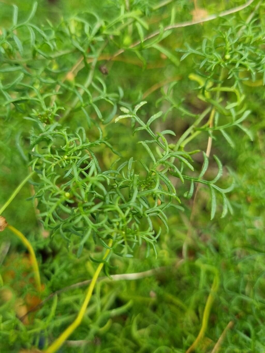 Brachyscome multifida