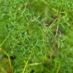 Brachyscome multifida