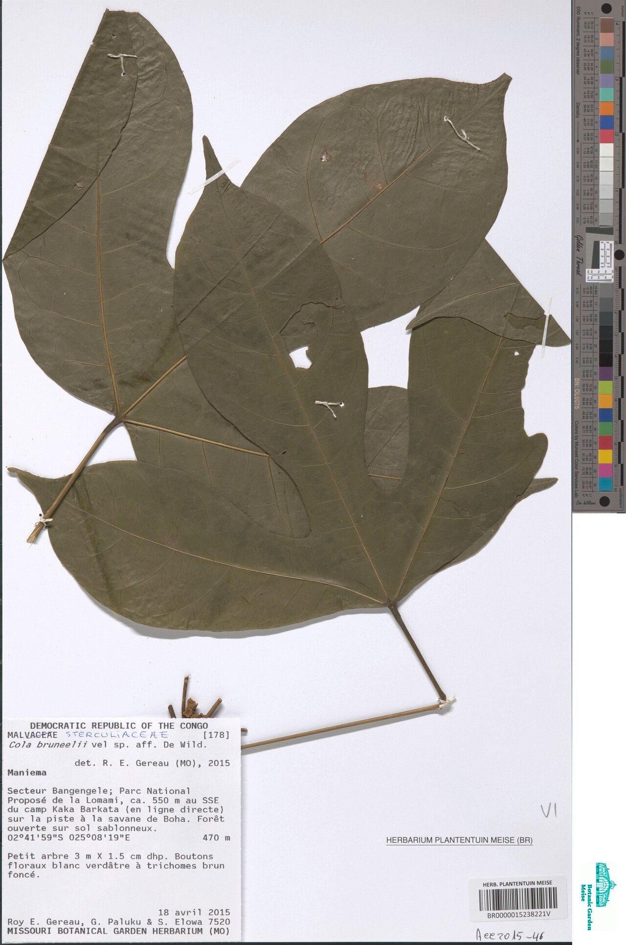 Cola bruneelii — houseplant care guide