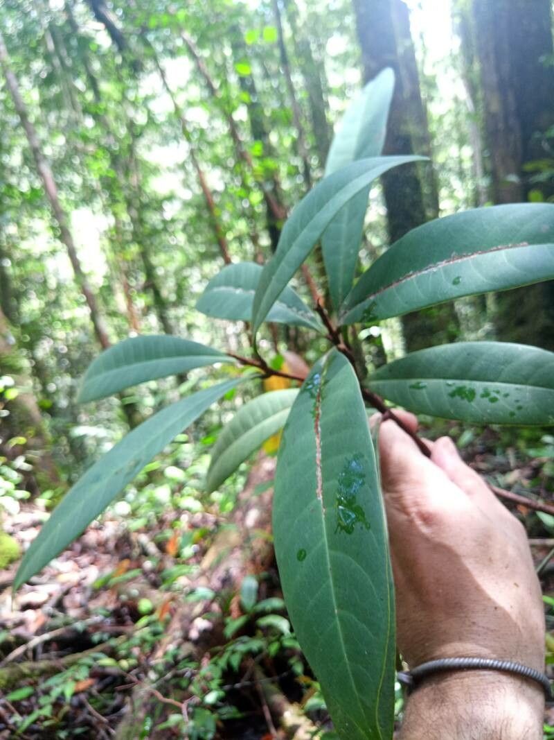 Gluta rostrata — related species from the same genus