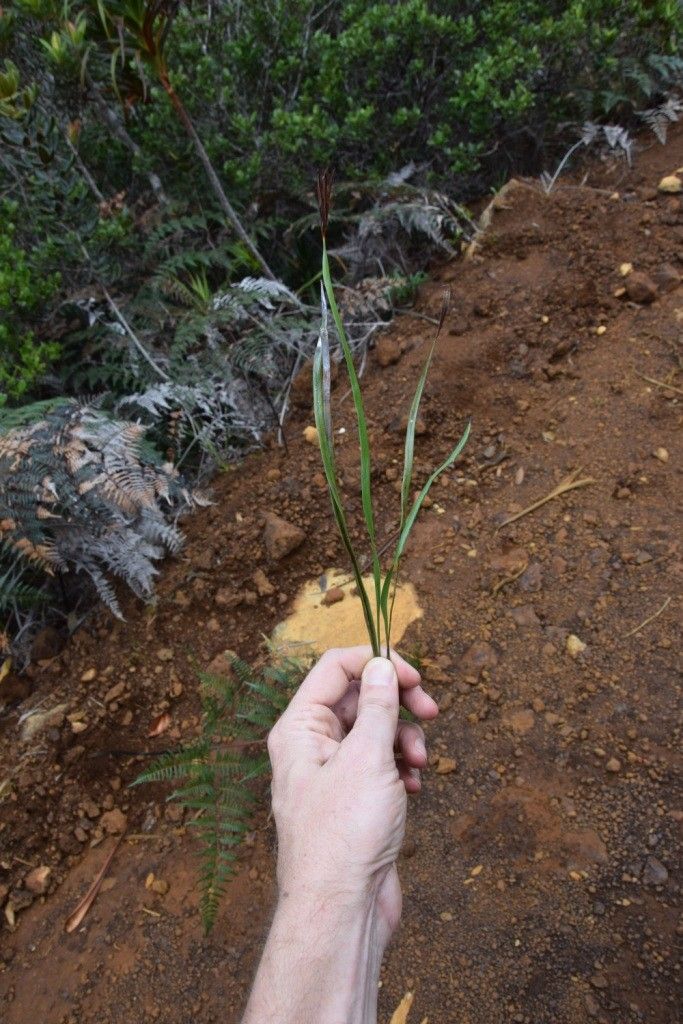 Actinostachys melanesica habit