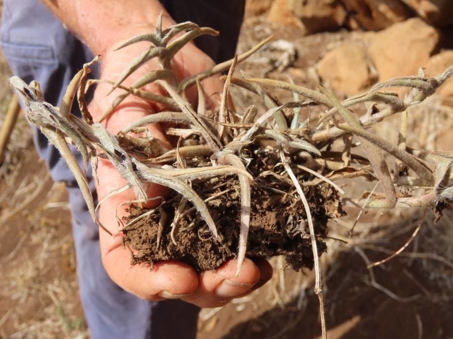 Cyanotis foecunda — houseplant care guide