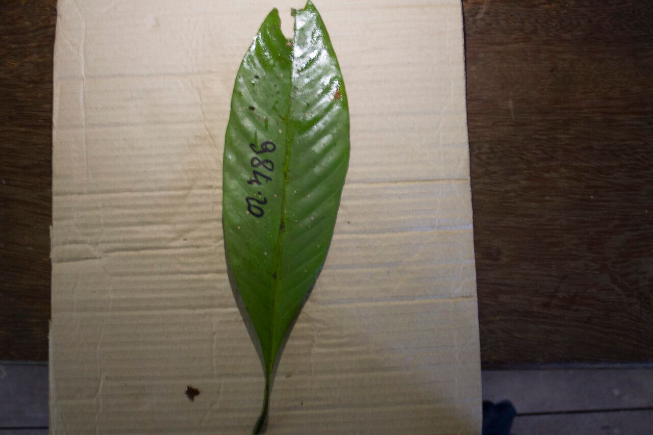 Palicourea quadrifolia leaf