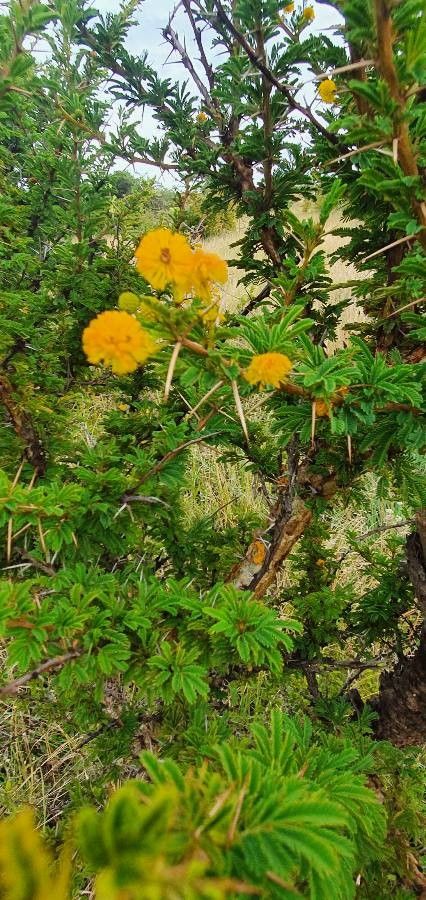 Vachellia hockii flower