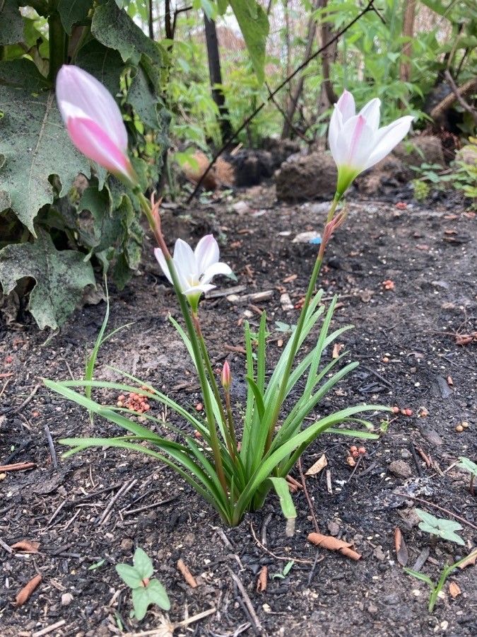 Zephyranthes minuta — houseplant care guide