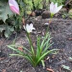 Zephyranthes minuta