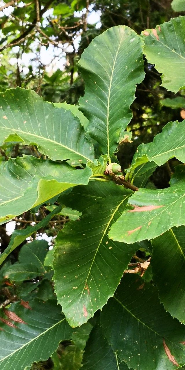 Quercus aliena — search result for 'Fagaceae'
