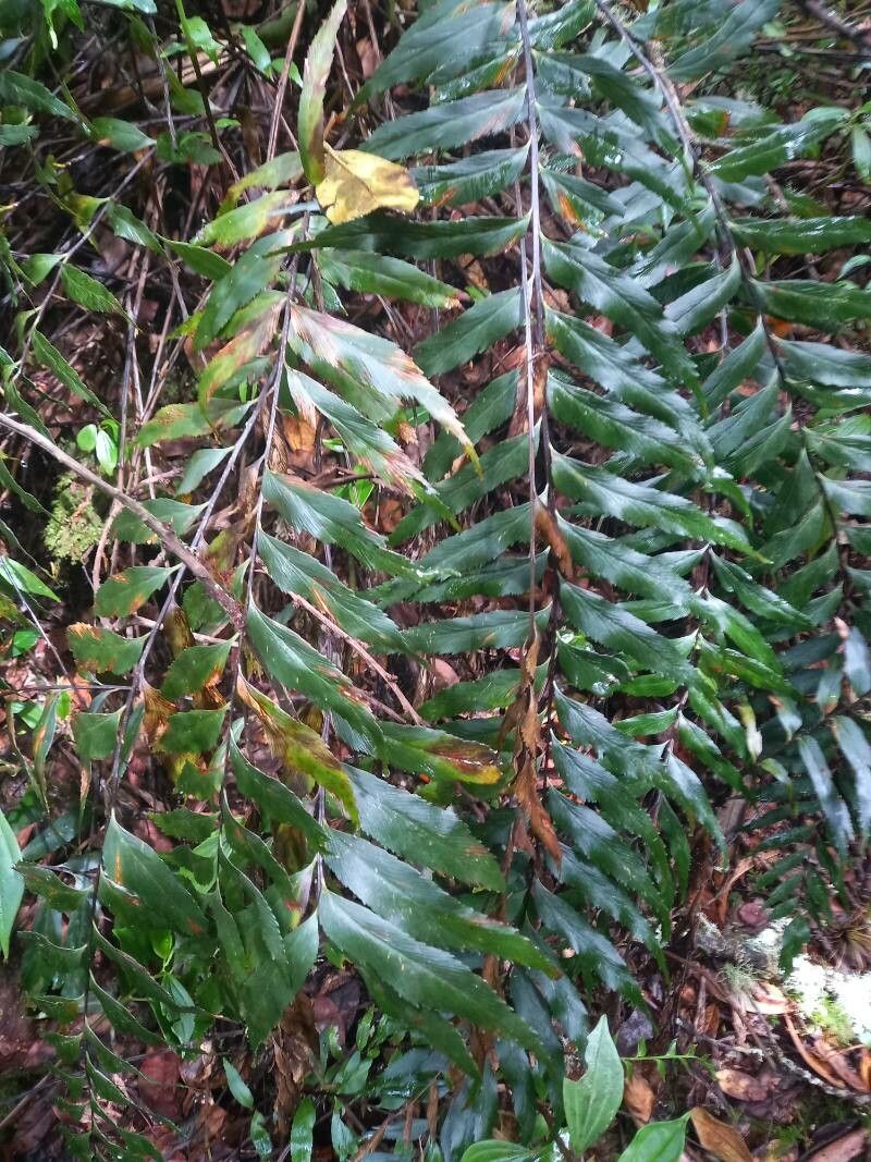 Asplenium serra — houseplant care guide