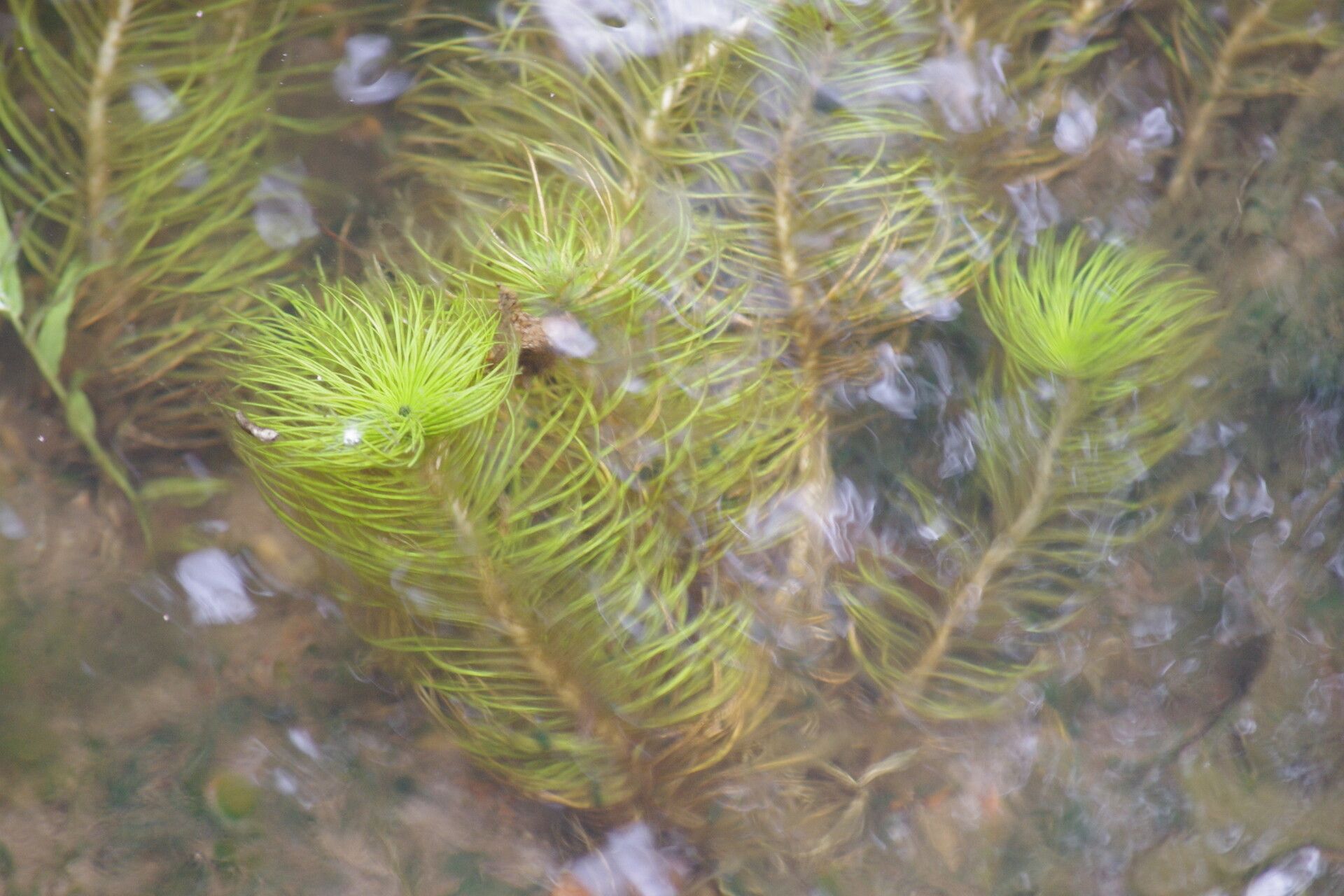 Eriocaulon setaceum — houseplant care guide