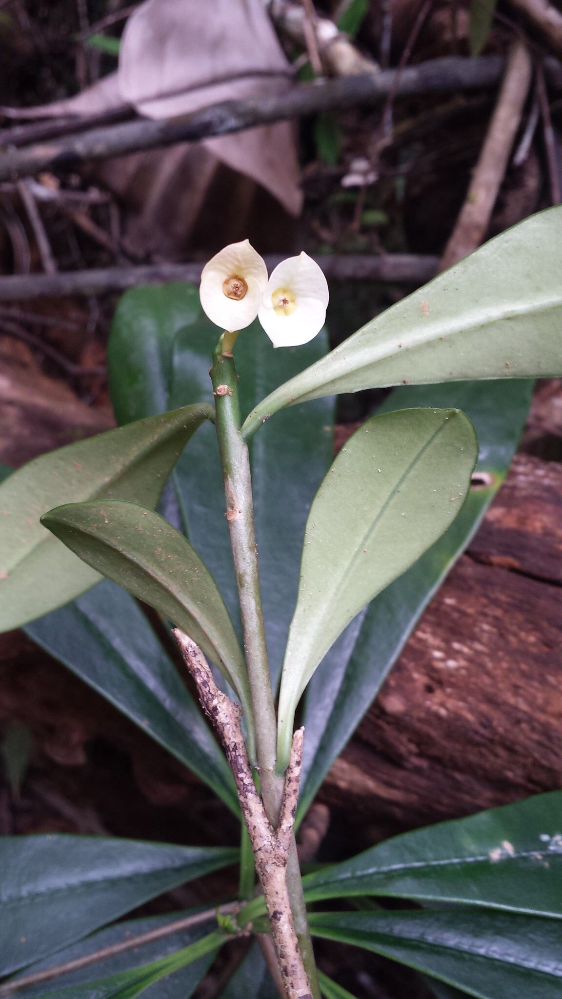 Euphorbia thouarsiana — houseplant care guide