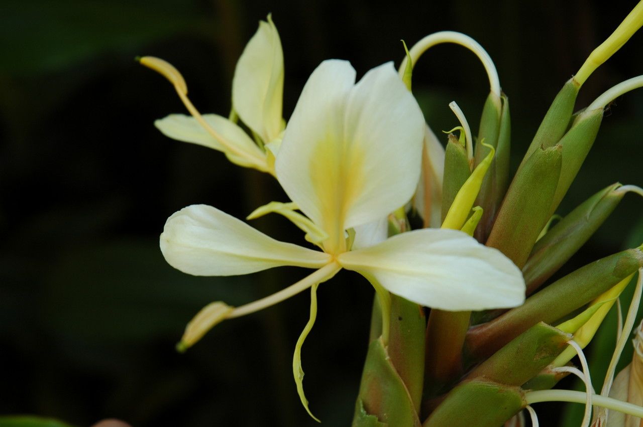 Hedychium flavescens flower