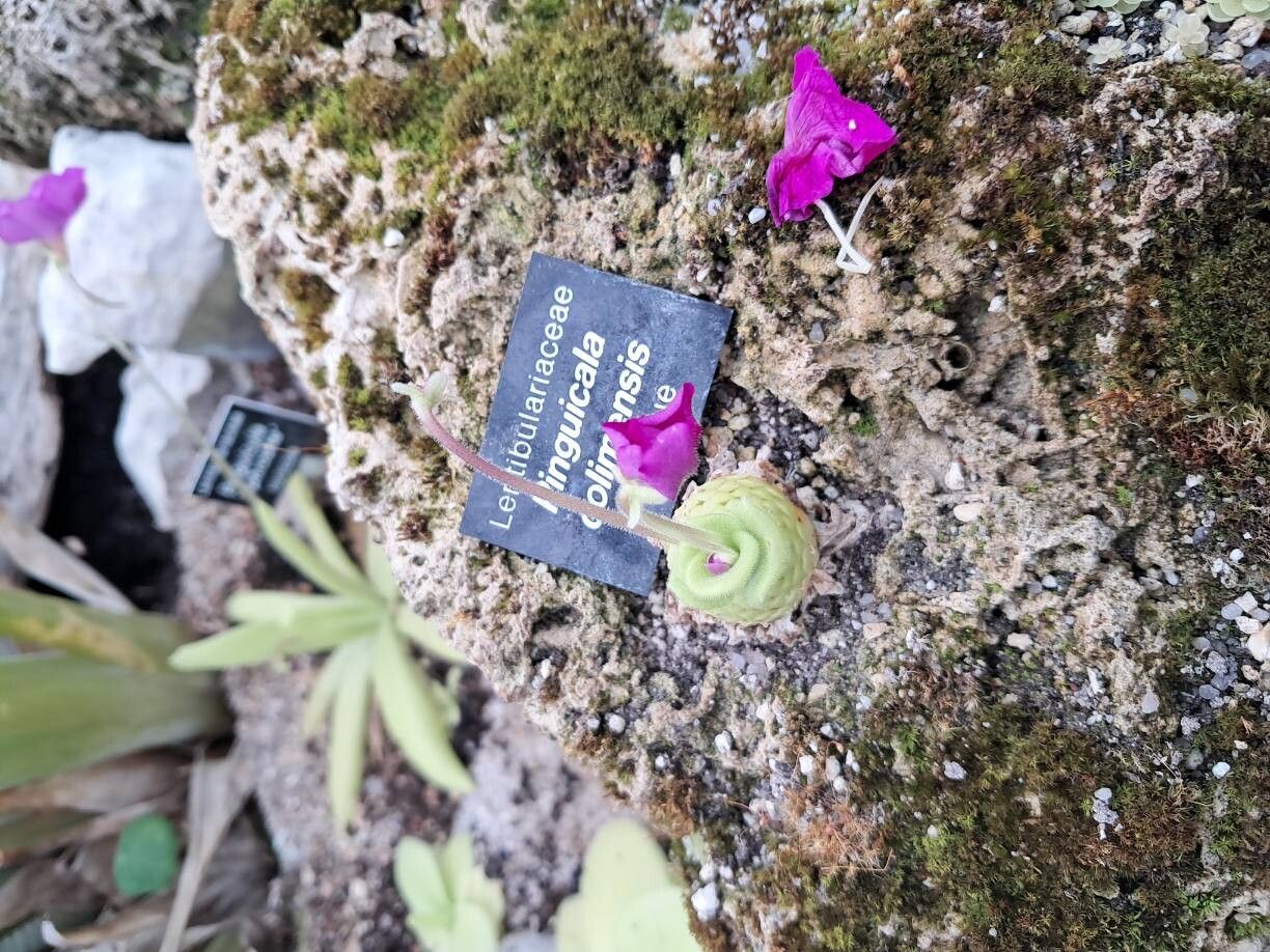 Pinguicula colimensis flower
