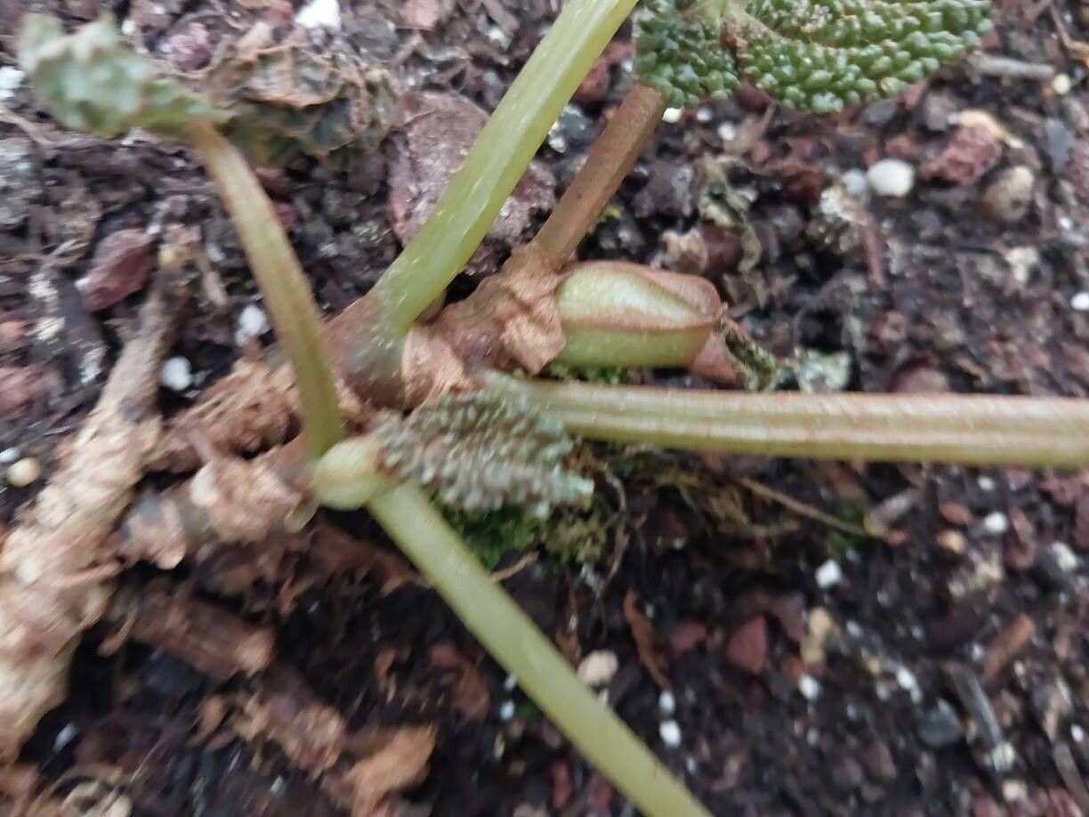 Begonia moysesii bark