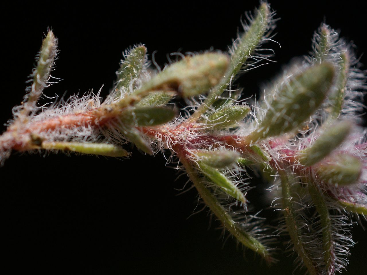 Thymus dolomiticus fruit