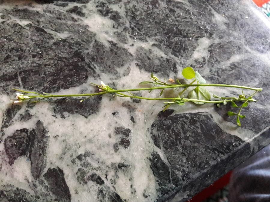 Arabis allionii — related species from the same genus