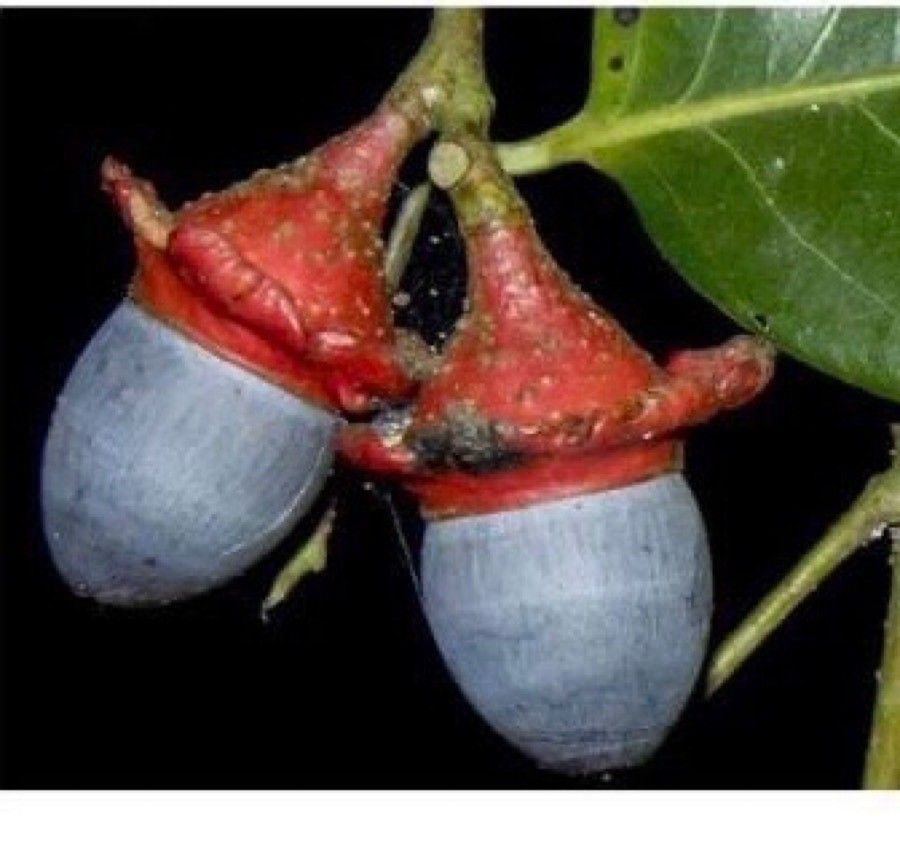 Licaria triandra — houseplant care guide