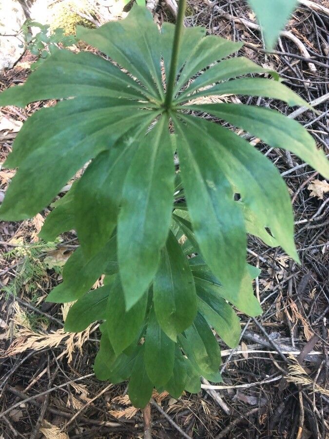 Lilium washingtonianum leaf