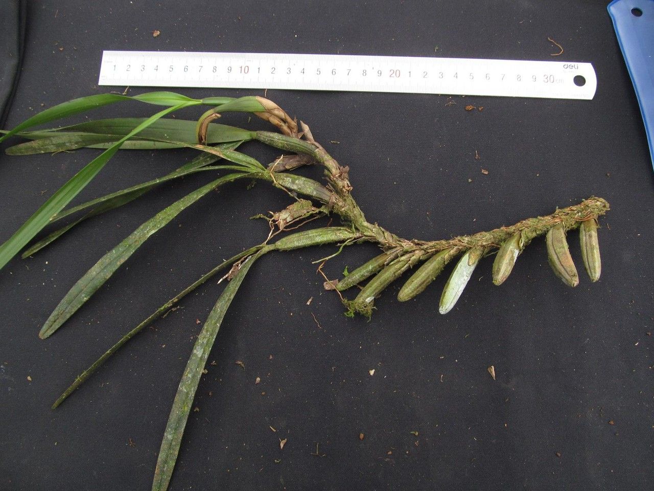 Maxillaria aciantha other