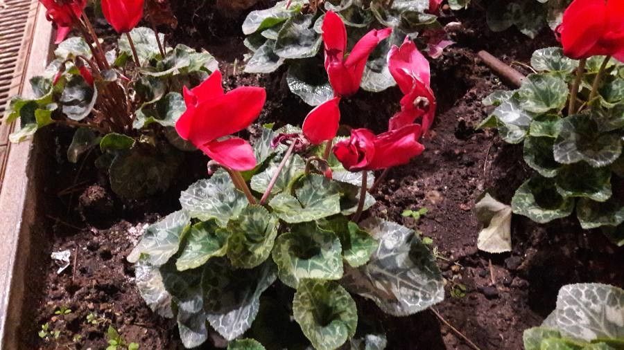 Cyclamen repandum flower