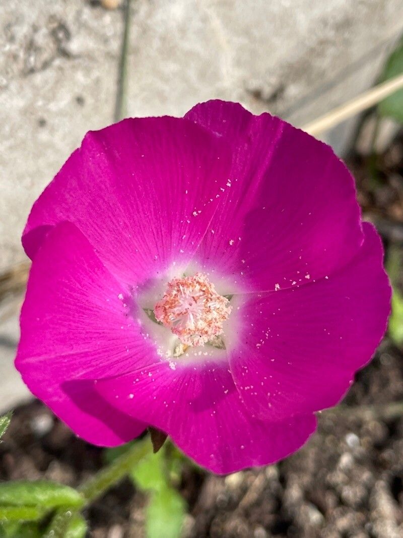 Callirhoe digitata flower