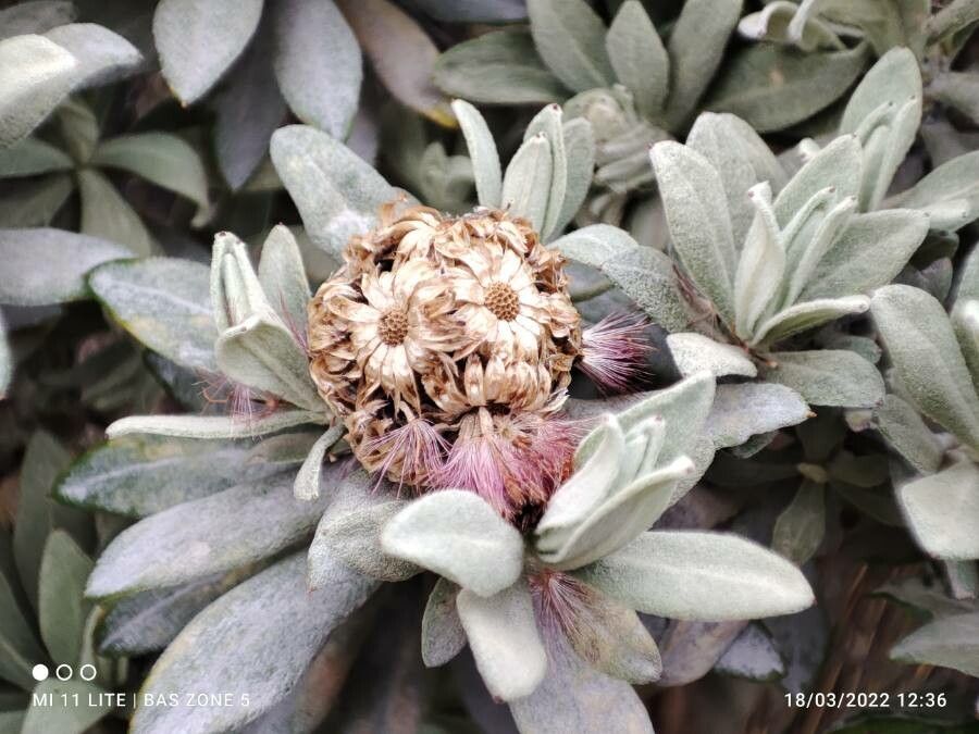 Diplostephium schultzii flower