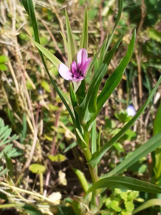 Geropogon hybridus leaf