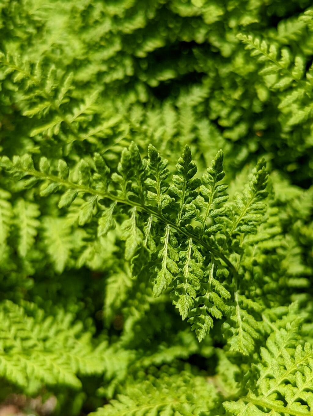 Cystopteris sudetica leaf