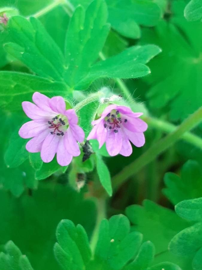 Geranium molle flower