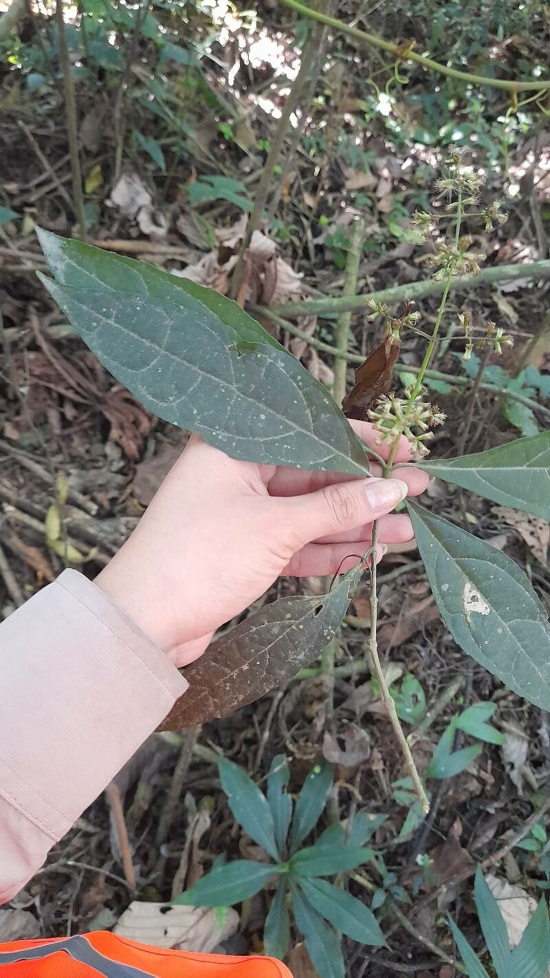 Koanophyllon pittieri — related species from the same genus