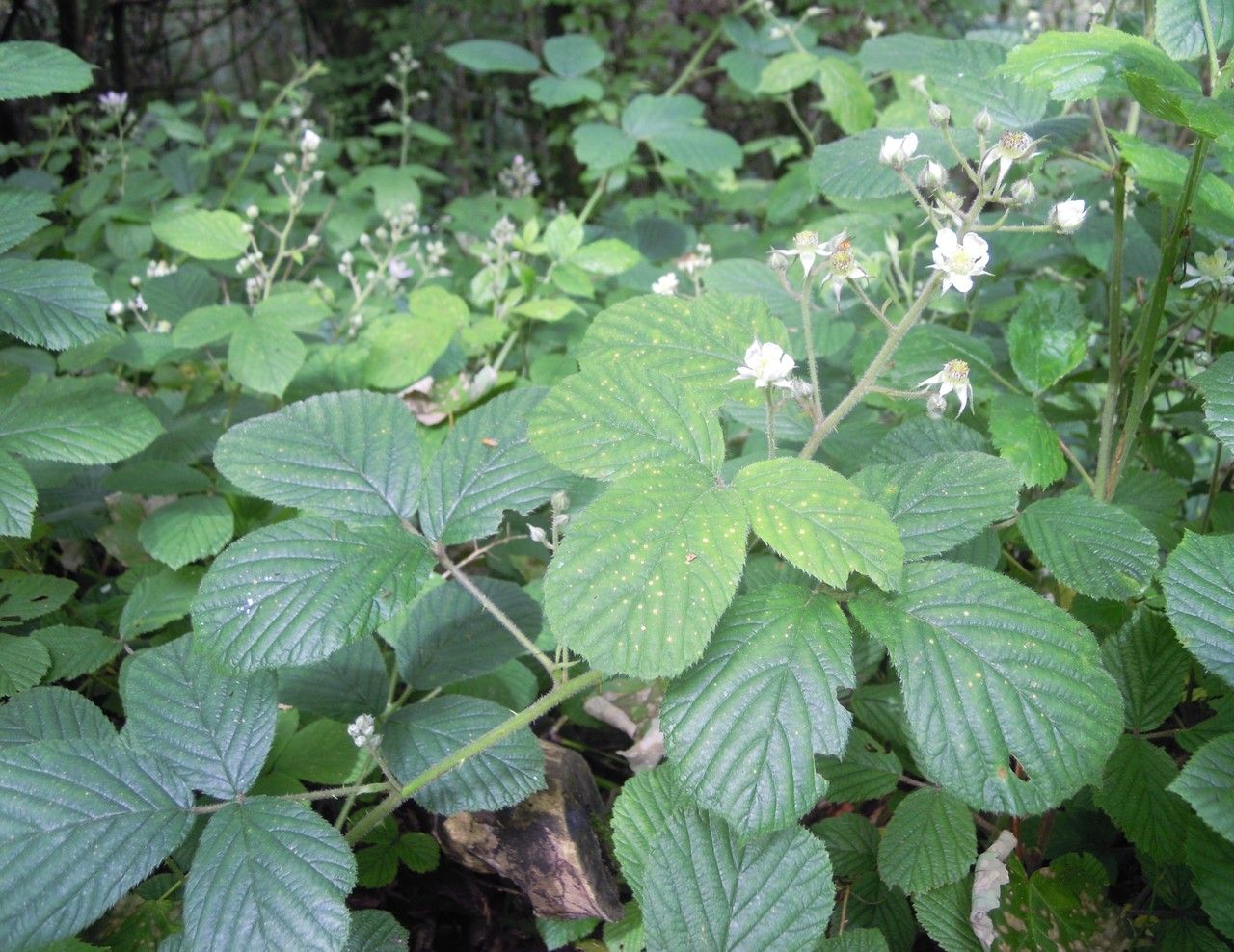 Rubus longithyrsiger other