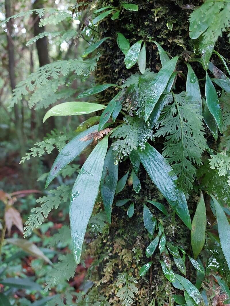 Antrophyum immersum — related species from the same genus