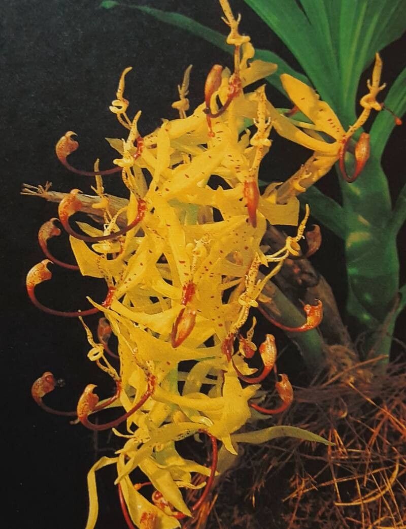 Cycnoches pentadactylon flower