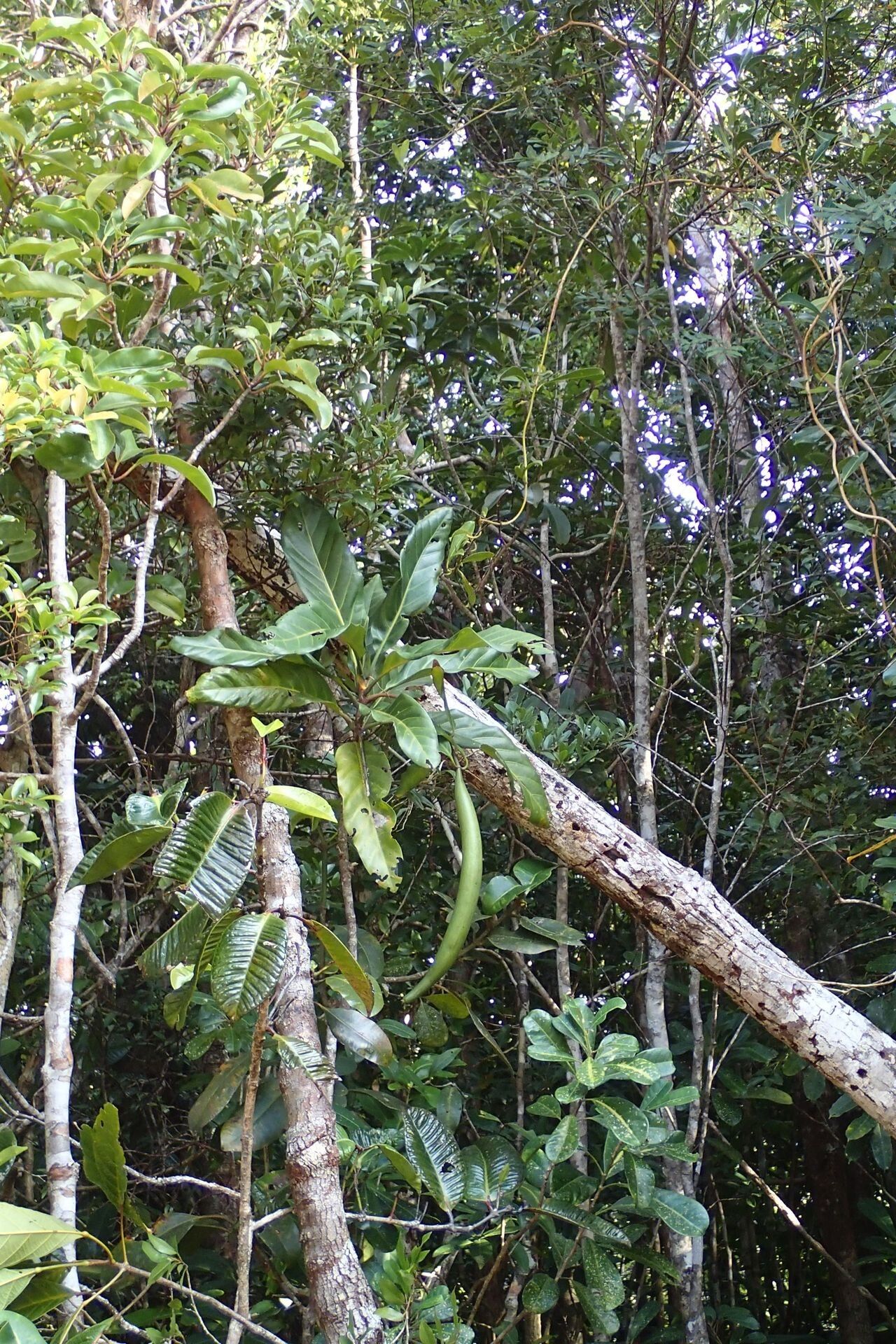 Atractocarpus baladicus habit