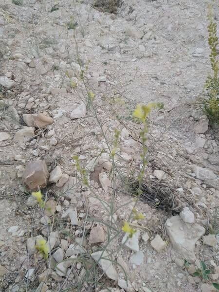 Linaria tenuis flower