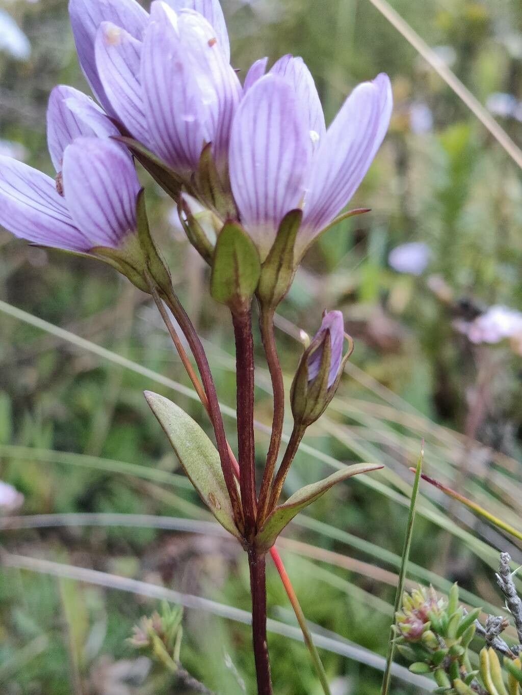 Gentianella corymbosa leaf