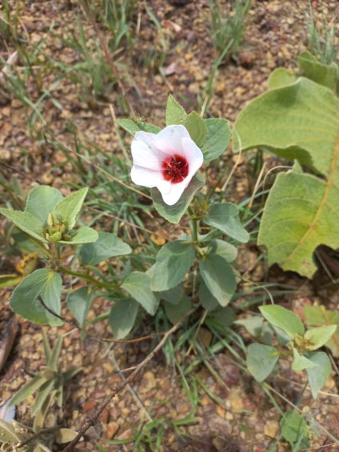 Hibiscus denudatus — search result for 'Hibiscus'