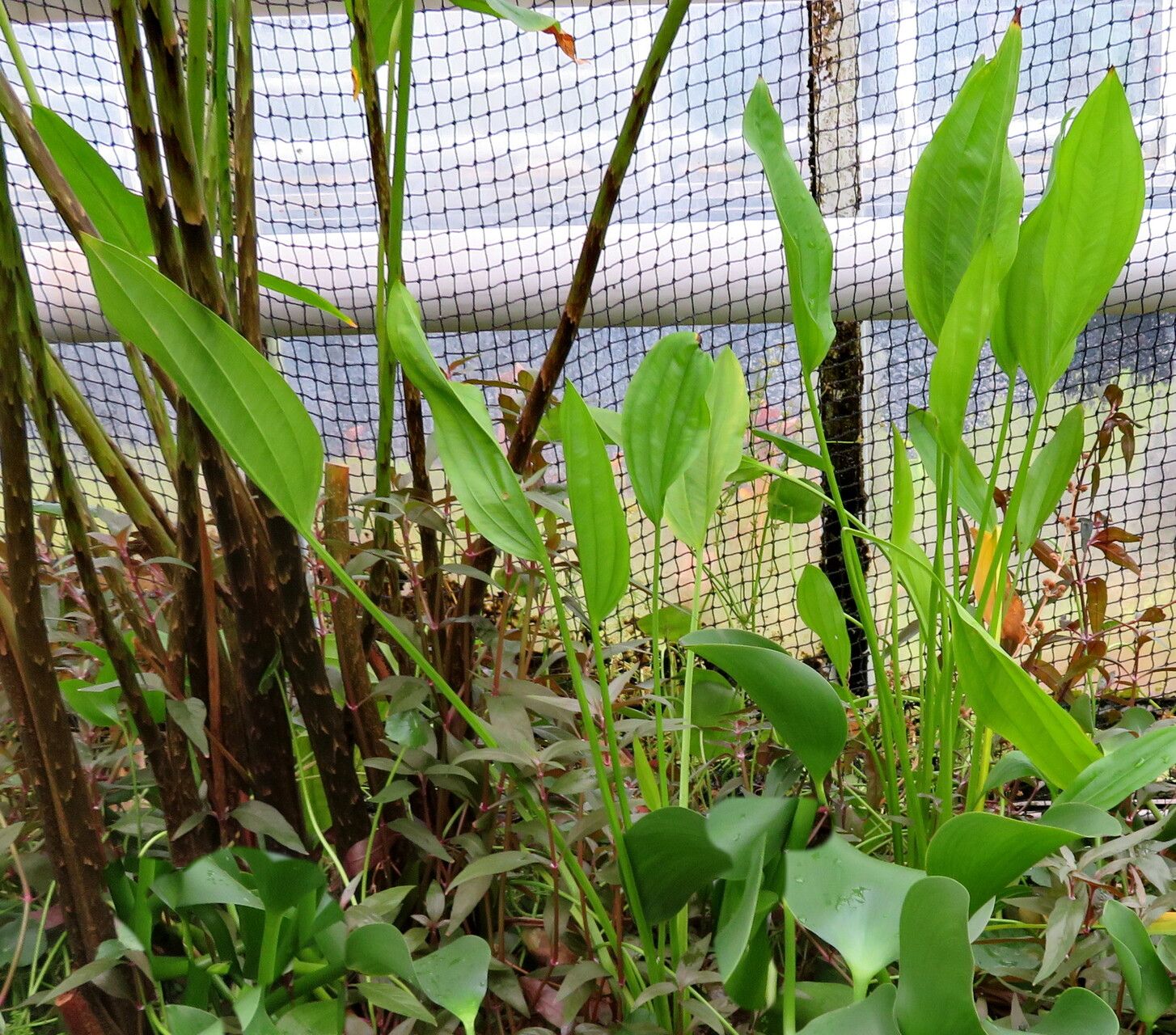 Echinodorus subalatus habit
