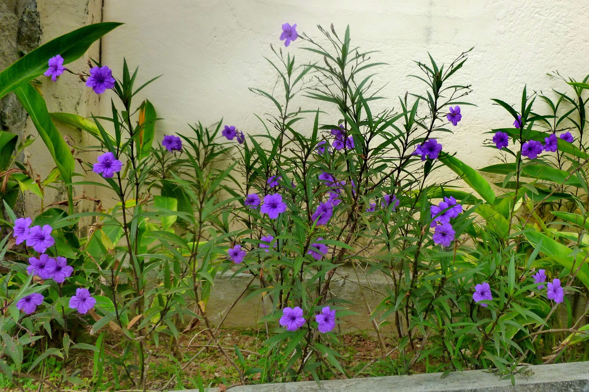 Ruellia angustifolia flower